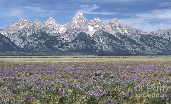 Grand Teton Poster featuring the photograph Lupine and Grand Tetons by Sandra Bronstein