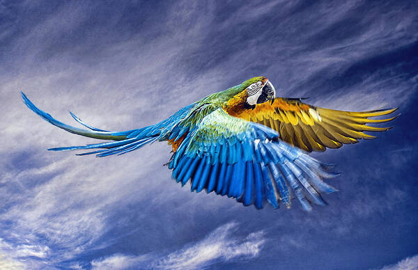 Macaw Poster featuring the photograph Macaw Flying by Brian Tarr