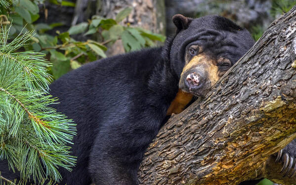 Asia Poster featuring the photograph Malayan Sun Bear by Brian Stevens