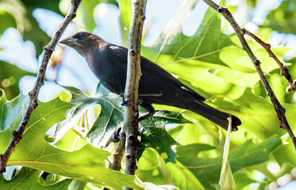 Bird Poster featuring the photograph Male Brown-headed Cowbird by William Bitman