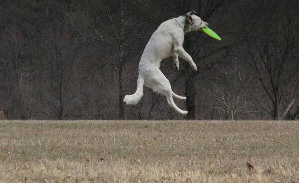 Disc Dog Poster featuring the photograph Maximilian  by Patricia Olson