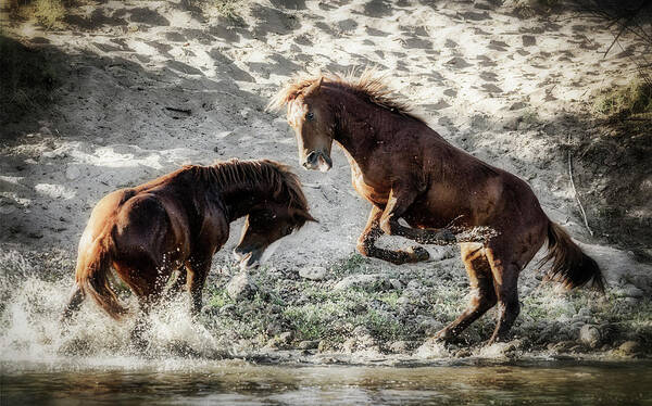 Wild Horses Poster featuring the photograph Meeting On The River by Saija Lehtonen