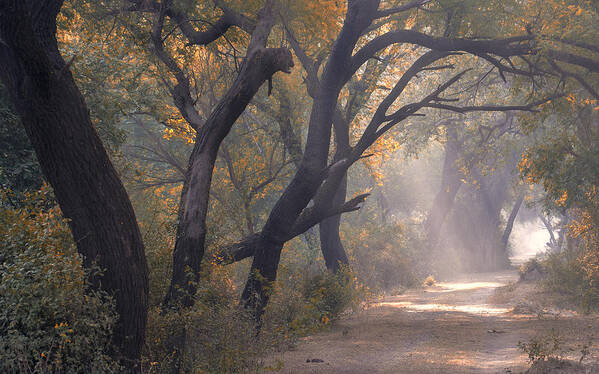 Mist Poster featuring the photograph Misty morning, Bharatpur, 2005 by Hitendra SINKAR