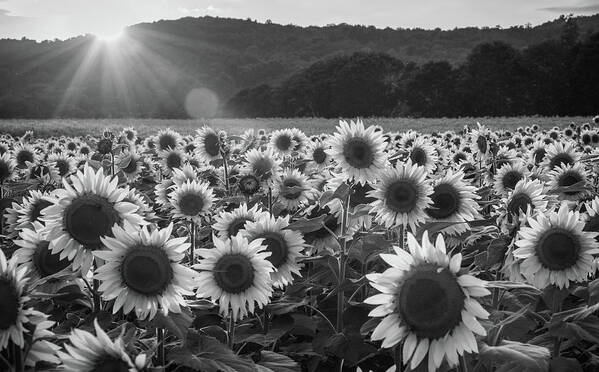 Donaldson Farms Poster featuring the photograph Monochrome Sunflowers by Kristopher Schoenleber