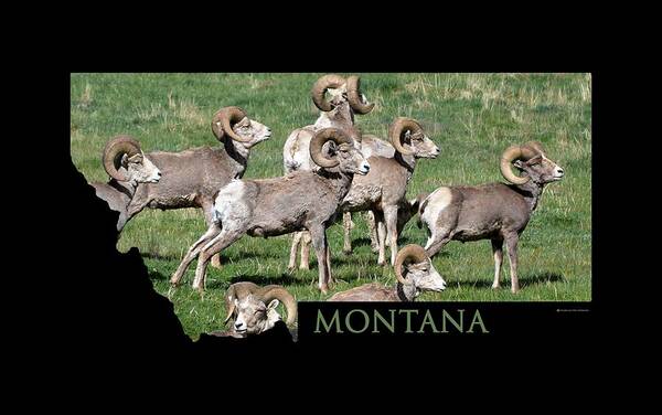 Montana Poster featuring the photograph Montana -Bighorn Rams by Whispering Peaks Photography
