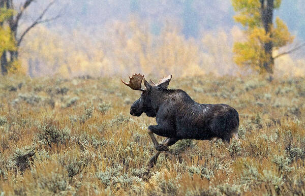 Moose Poster featuring the photograph Moose on the Loose by Shari Sommerfeld