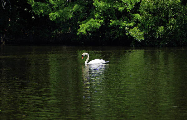 Mute Swan Poster featuring the photograph Mute Swan by Sandy Keeton