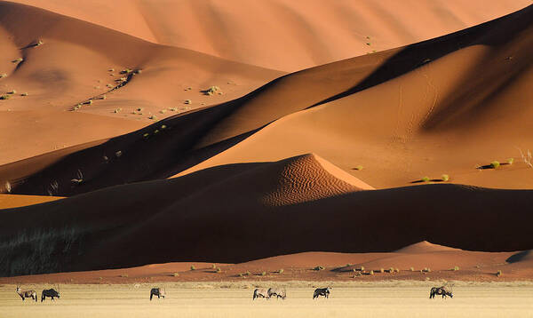 Nature Poster featuring the photograph Namib Dunes by Muriel Vekemans