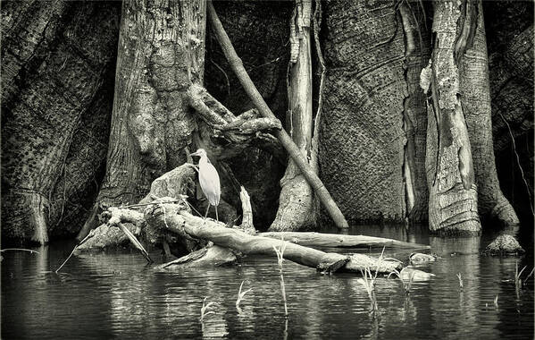 Egret Poster featuring the photograph New Day Dawning by Jessica Levant