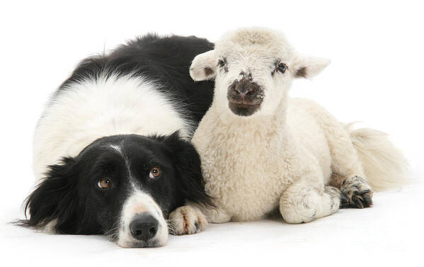Border Collie Poster featuring the photograph No sheep jokes, please by Warren Photographic