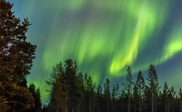 Landscape Poster featuring the photograph Northern Lights Sapmi Forest Karasjok Norway by Adam Rainoff