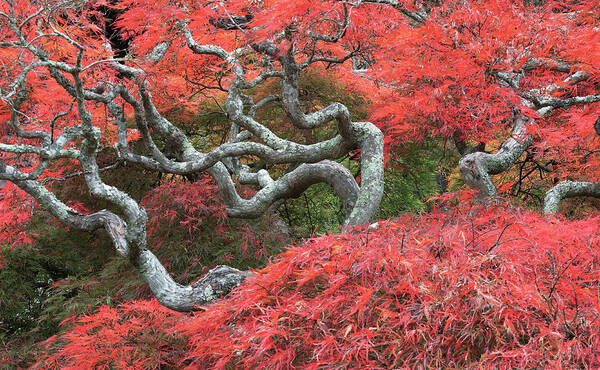 October Poster featuring the photograph October Red by Blaine Owens