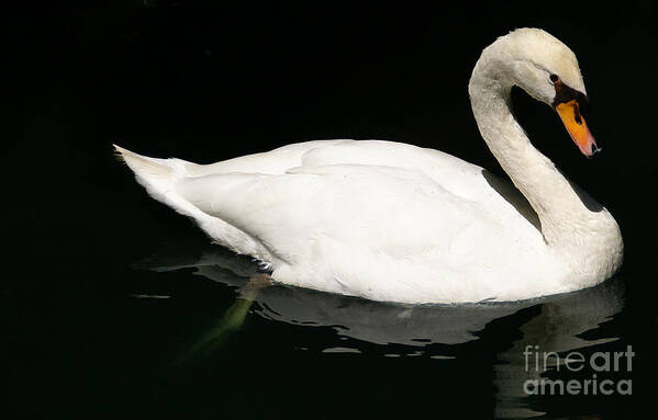 Swan Poster featuring the photograph Once Upon Reflection by Linda Shafer
