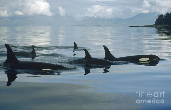 00079478 Poster featuring the photograph Orca Pod Johnstone Strait Canada by Flip Nicklin