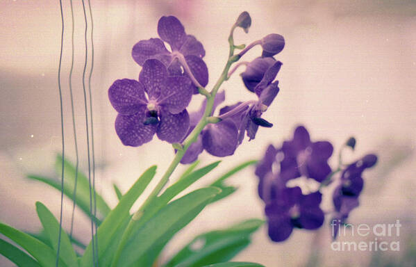 Purple Poster featuring the photograph Orchids in Purple by Ana V Ramirez