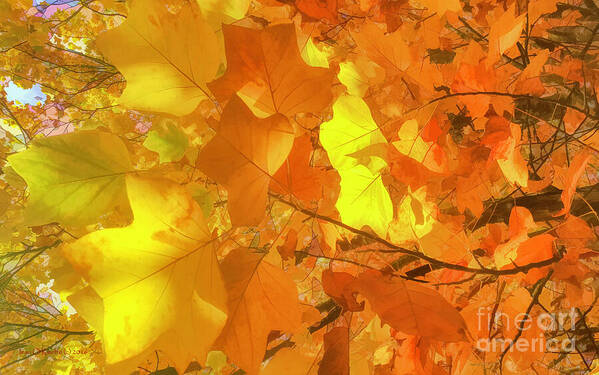 Maple Poster featuring the digital art Painted Autumn Leaves by Jean OKeeffe Macro Abundance Art