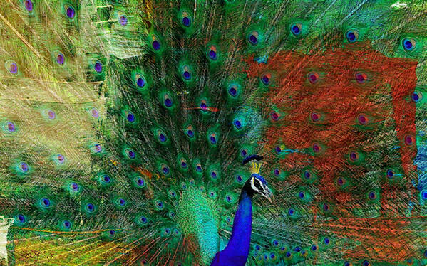 Peacock Poster featuring the painting Peacock by Amy Shaw