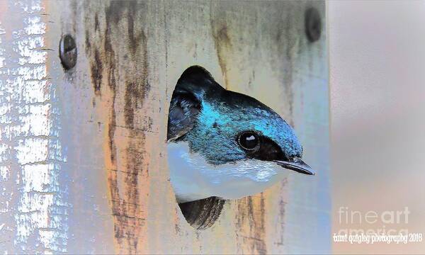 Tree Swallow Poster featuring the photograph Peek-A-Blue by Tami Quigley