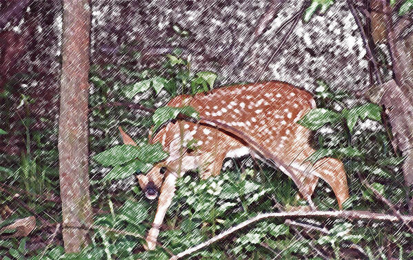 Fawn Poster featuring the photograph Peek a Boo Fawn by Michael Peychich