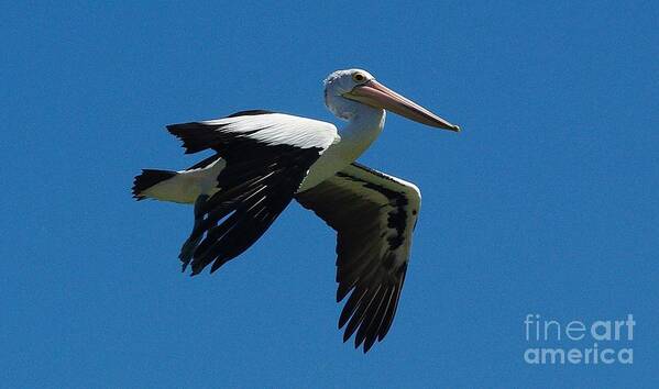 Pelican Flight Poster featuring the photograph Pelican Flight by Blair Stuart