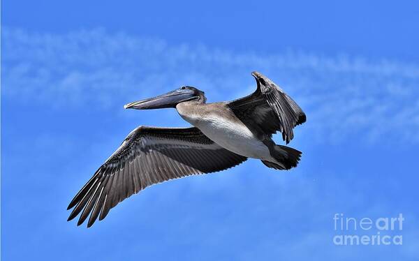 Pelican Poster featuring the photograph Pelican Fly By by Julie Adair