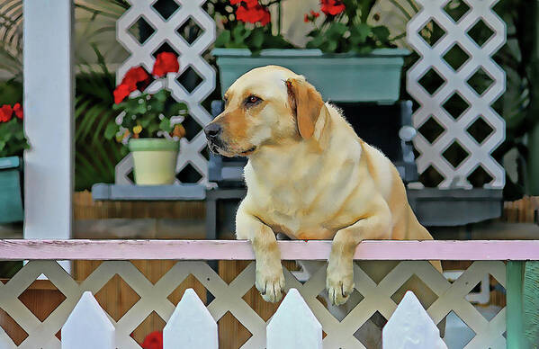 Labrador Retriever Poster featuring the photograph People Watching by HH Photography of Florida