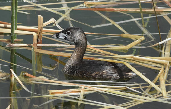 Pie-billed Grebe Poster featuring the photograph Pie-billed Grebe by Ben Foster