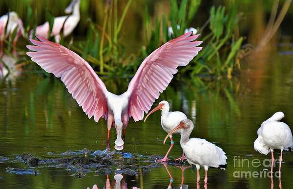 Roseate Spoonbill Poster featuring the photograph Pink Angel by Julie Adair