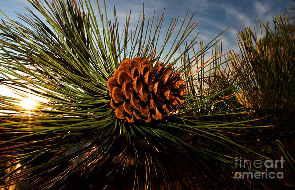 Pine Cone Poster featuring the photograph Pine Cone by Terry Elniski
