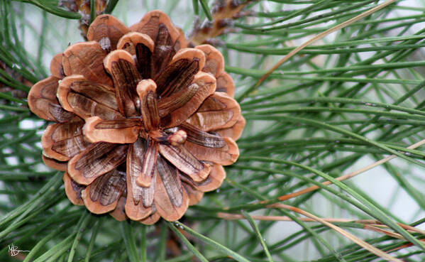 Pine Cone Poster featuring the photograph Pine Delight by Mary Anne Delgado