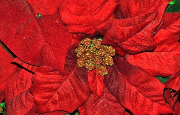Flowers Poster featuring the photograph Poinsettia by Eileen Brymer