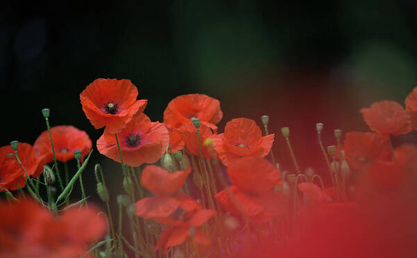 Wild Poster featuring the photograph Poppy Black by Pete Walkden