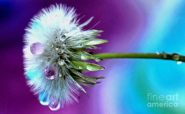 Dandelion Poster featuring the photograph Psychedelic Daydream by Krissy Katsimbras