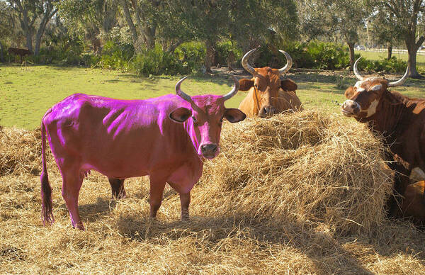 Purple Cow Poster featuring the photograph Purple Cow by Larry Mulvehill