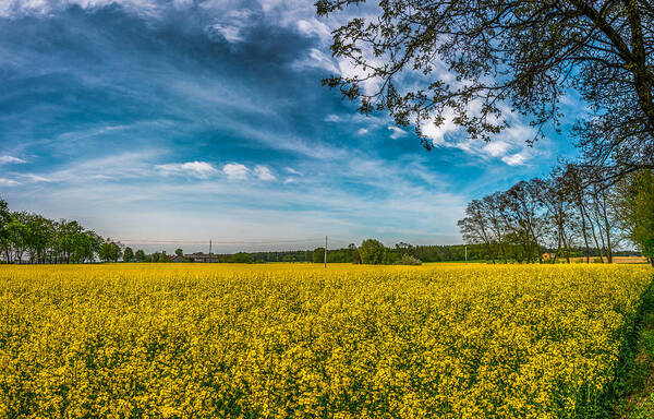 Field Poster featuring the photograph Rapeseed field by Dmytro Korol