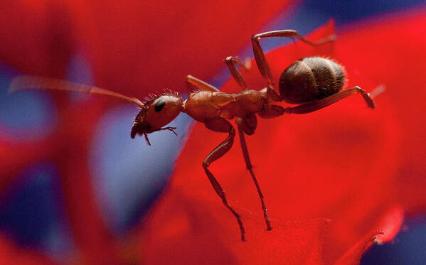#jefffolger Poster featuring the photograph Red Ant Macro by Jeff Folger
