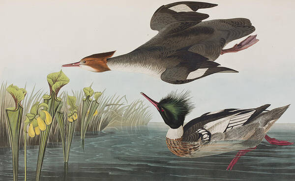 Audubon Poster featuring the painting Red-breasted Merganser by John James Audubon