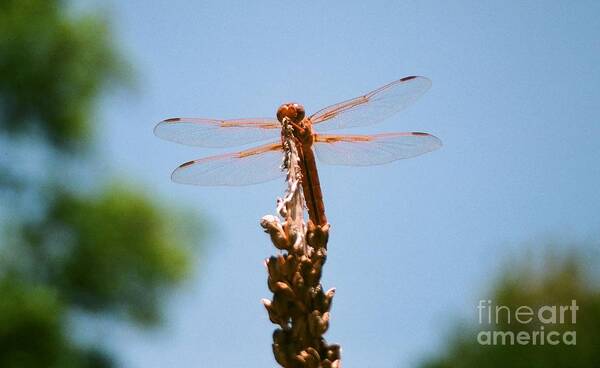 Dragonfly Poster featuring the photograph Red Dragonfly by Dean Triolo