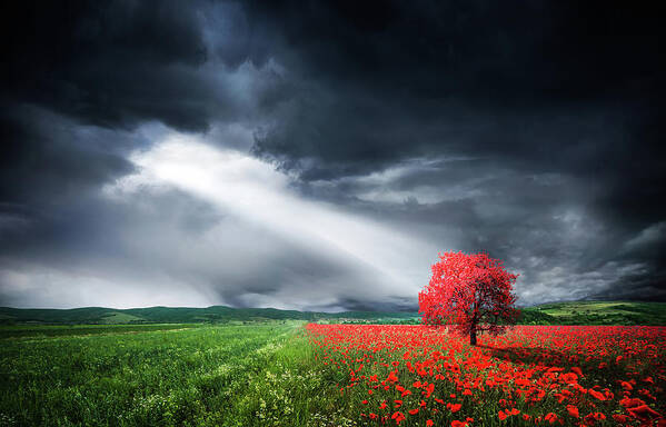 Autumn Poster featuring the photograph Red tree in meadow with poppies by Bess Hamiti