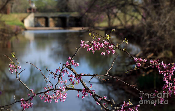 Landscape Poster featuring the photograph Redbuds and an Old Bridge by Richard Smith