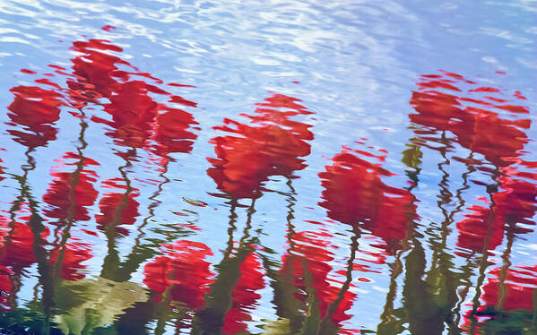 Reflection Poster featuring the photograph Reflected Tulips by Tom Vaughan