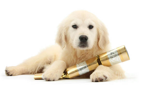 Golden Retriever Poster featuring the photograph Retrieved a Cracker for You by Warren Photographic