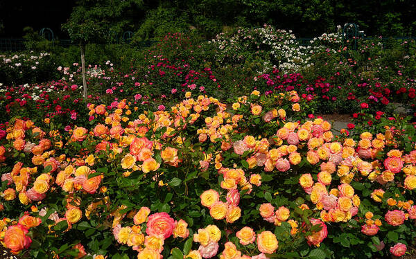 Roses Poster featuring the photograph Rose Garden by Diane Lent