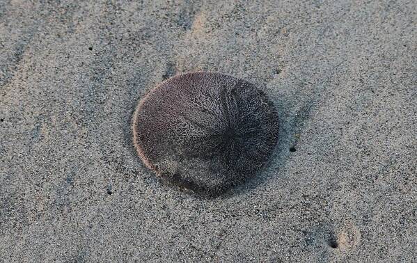 Sand Dollar Poster featuring the photograph Sand Dollar by Christy Pooschke