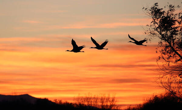 Sandhill Poster featuring the photograph Sandhill Sunrise by Jean Clark