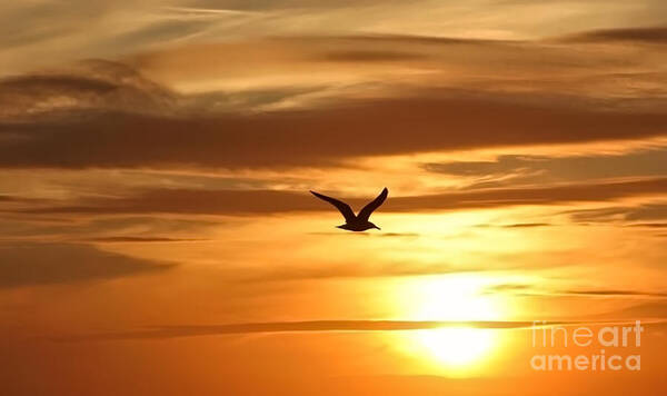 Seagull Poster featuring the photograph Seagull Soaring into Sunset by Beth Myer Photography