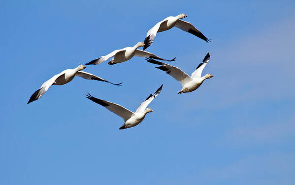Snow Geese Poster featuring the photograph Snow Geese formation by Elvira Butler