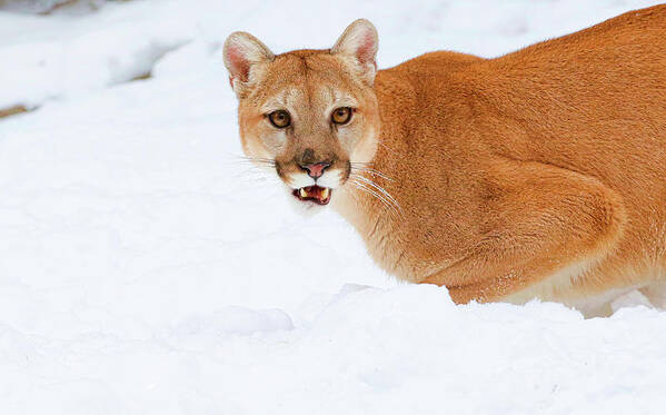 Cougar Poster featuring the photograph Snowy Cougar by Steve McKinzie