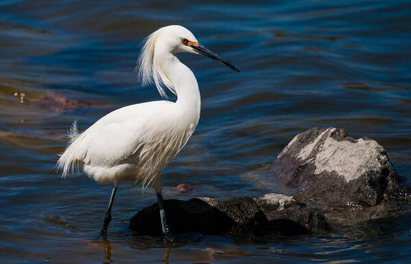 Snowy Egret Poster featuring the photograph Snowy Egret fishing #1 by Mindy Musick King