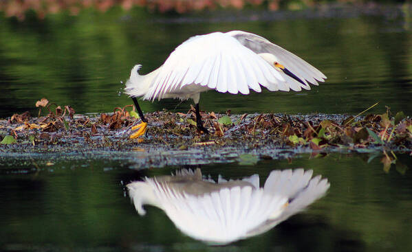 Bird Poster featuring the photograph Snowy Egret Taking Flight by DB Hayes